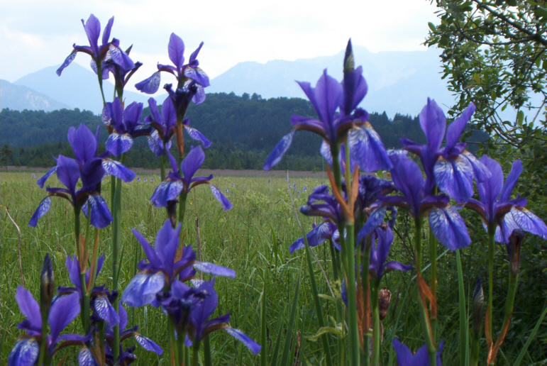 Iris in voller Blte